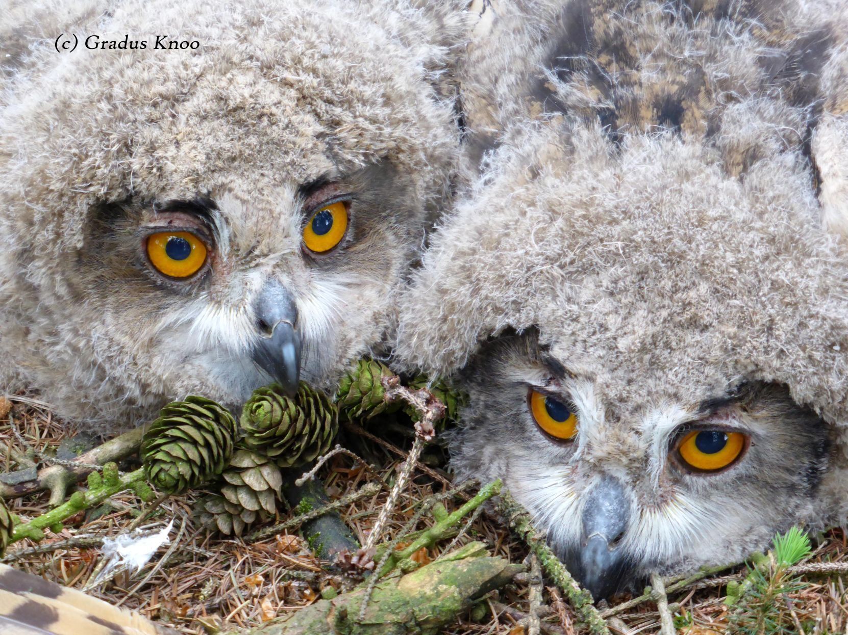 International Owl Center to host program about Eagle Owls in the Netherlands